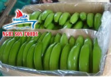 CAVENDISH BANANA FROM NGHI SON FOODS GROUP